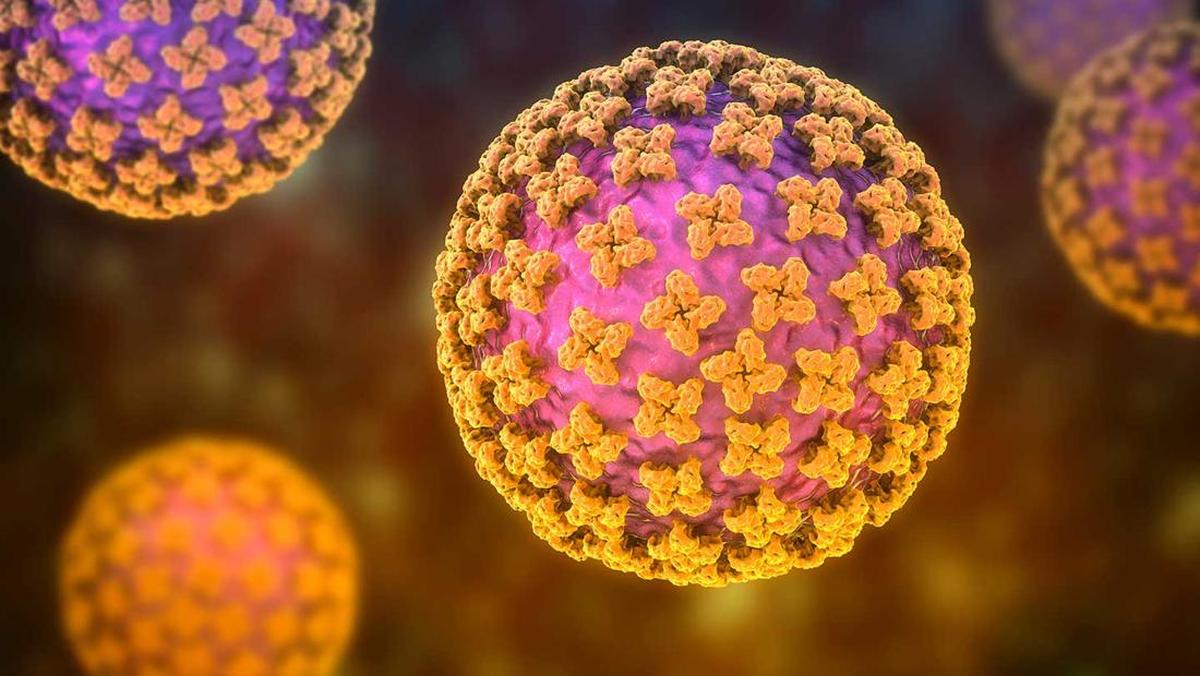 Peningkatan Kasus Hantavirus di Indonesia, DKI Jakarta Terbanyak