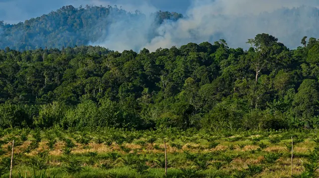 Aceh Mendapatkan Dana Hibah Sebesar Rp 27 Miliar untuk Pengelolaan Hutan