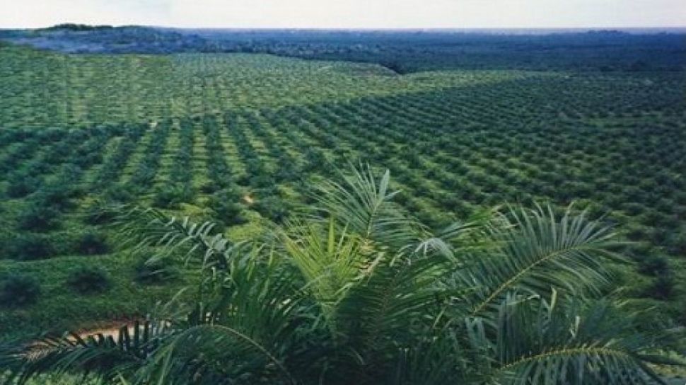 PT Agrinas Palma Buka Kesempatan Kerja untuk 20.000 Orang di Sektor Perkebunan Sawit