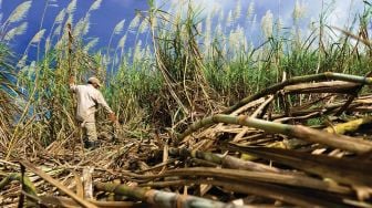Tantangan Menuju Swasembada Gula 2028: Mesin Usang dan Krisis Lahan Pertanian