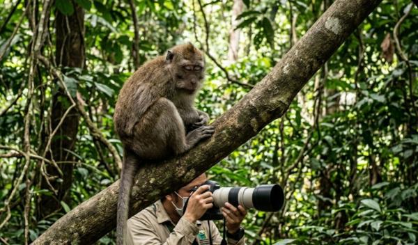 Mengenal Penyakit Monkey Malaria: Gejala dan Cara Penularannya