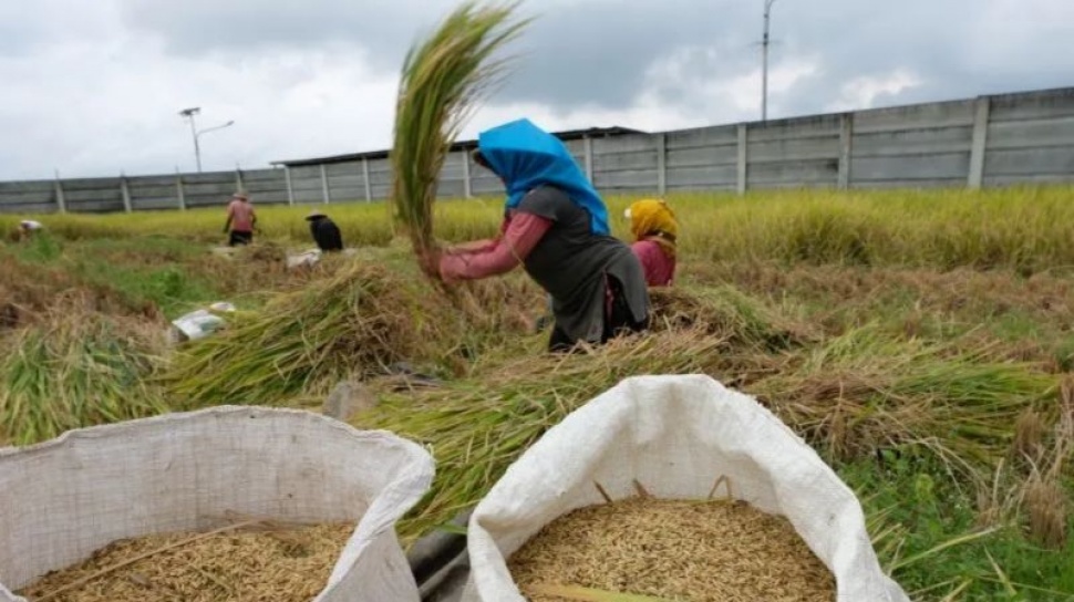 Produsen Beras Alihkan Produksi ke Beras Fortifikasi Akibat Lonjakan Harga Gabah