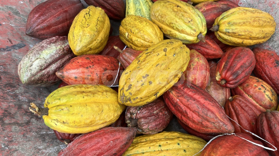 Kenaikan Harga Kakao Global Dipicu oleh El Nino, Kemendag Sesuaikan Harga Ekspor