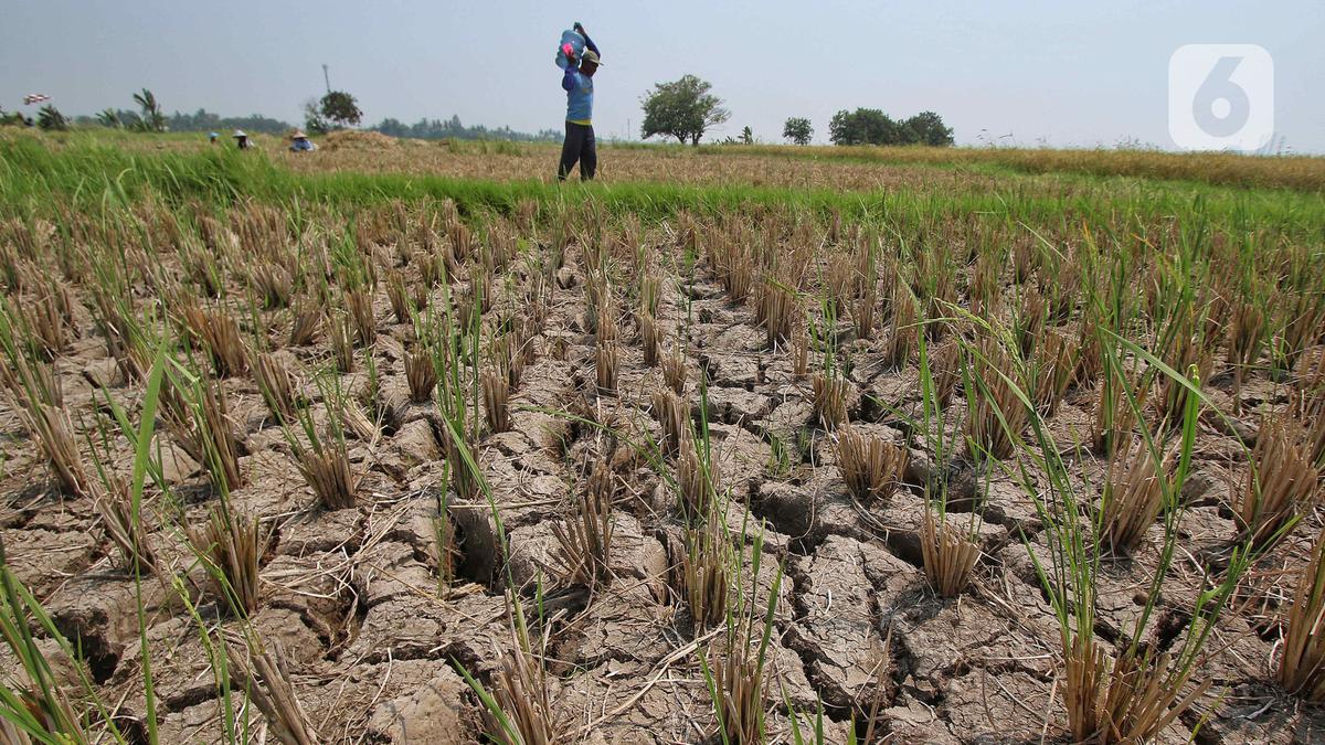 Kesiapan Menghadapi Ancaman El Nino di Indonesia