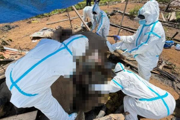 Kemenhut Selidiki Kematian Dua Gajah di Bengkulu dengan Tim Gabungan