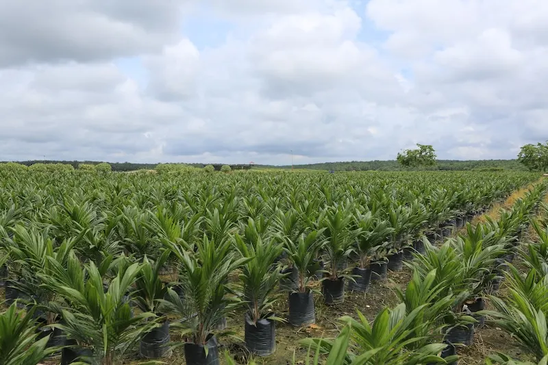 Pertumbuhan Laba DSNG Meningkat 60 Persen Didorong oleh Harga CPO yang Tinggi