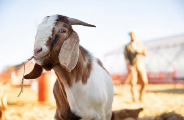 Perbandingan Utama Kurban Kambing dan Sapi Menurut Ulama