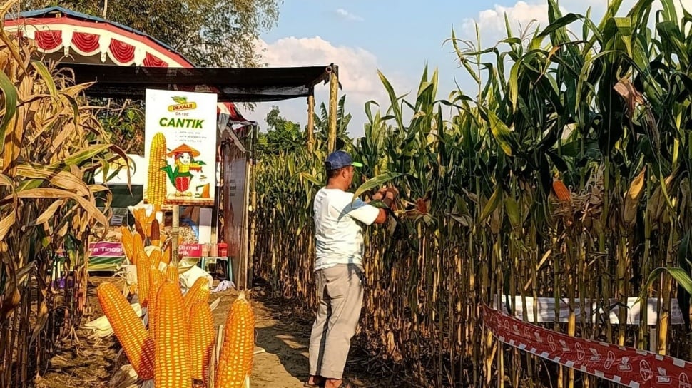 Inovasi Teknologi Benih Tingkatkan Hasil Panen Jagung di Ponorogo