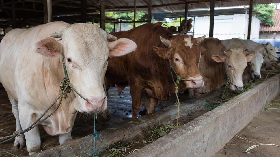 Kenaikan Harga Sapi Jelang Iduladha 2026, Pedagang Sebut Ini Penyebabnya