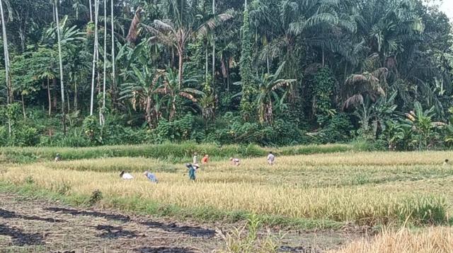 Pemkab Pasaman Barat Tetapkan 7.275 Hektare Sebagai Lahan Pertanian Pangan Berkelanjutan