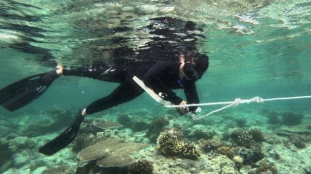 Pemprov Kaltim Tingkatkan Pengelolaan Kawasan Konservasi Laut untuk Melindungi Ekosistem