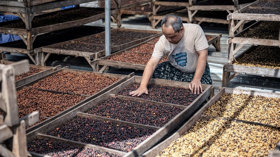 Kenaikan Permintaan, China Borong 8 Kontainer Kopi Premium dari Indonesia
