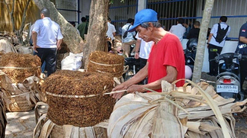 Dampak Negatif Wacana Pembatasan Nikotin bagi Petani Tembakau