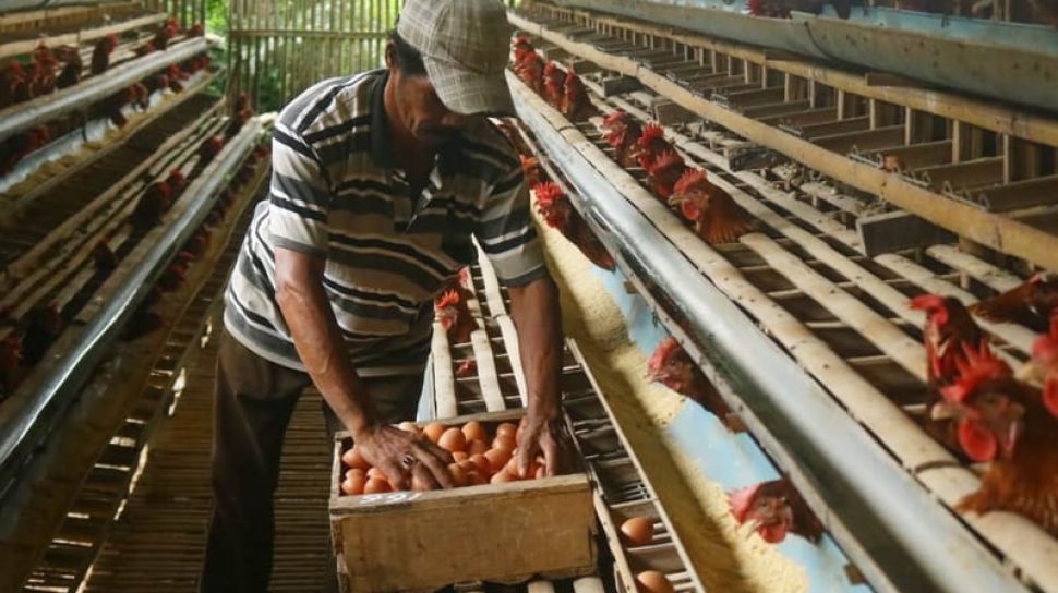 Protes Peternak Ayam Akibat Pemadaman Listrik, Tuntut Pertanggungjawaban PLN