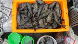 Populasi Ikan Sapu-sapu di DKI Mencapai 60 Persen, Bahaya Konsumsi yang Perlu Diketahui