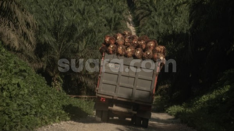 Industri Sawit Indonesia Terancam Kampanye Negatif di Pasar Global