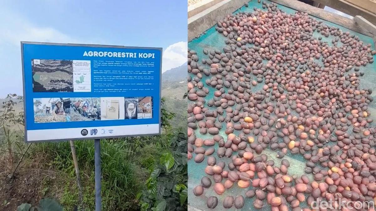 Kopi Konservasi dari Boyolali: Menyehatkan Tubuh dan Lingkungan