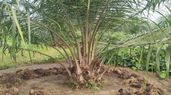 Inovasi Pertanian: Penerapan Serangga Penyerbuk untuk Efisiensi Biaya Produksi Sawit